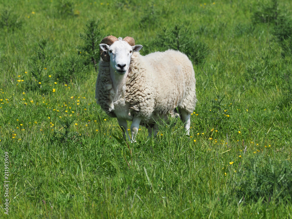 Fototapeta premium Ram in Paddock