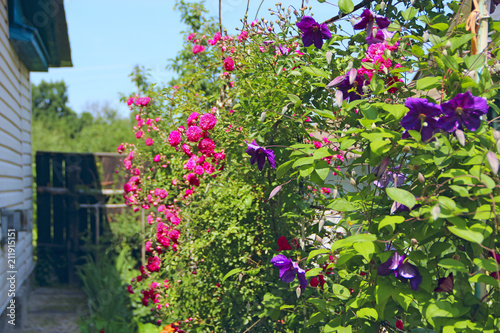 Fototapeta Naklejka Na Ścianę i Meble -  Delicate roses and clematis blossom near house. Flowers in garden