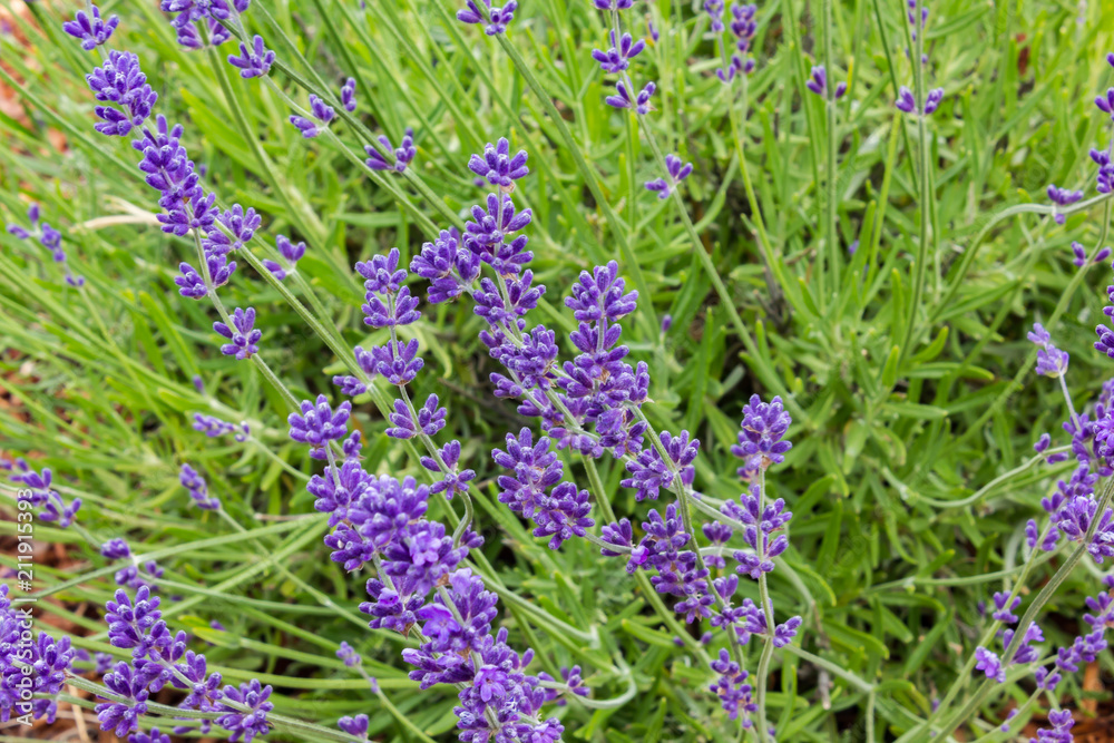 Fototapeta premium close up of lavender
