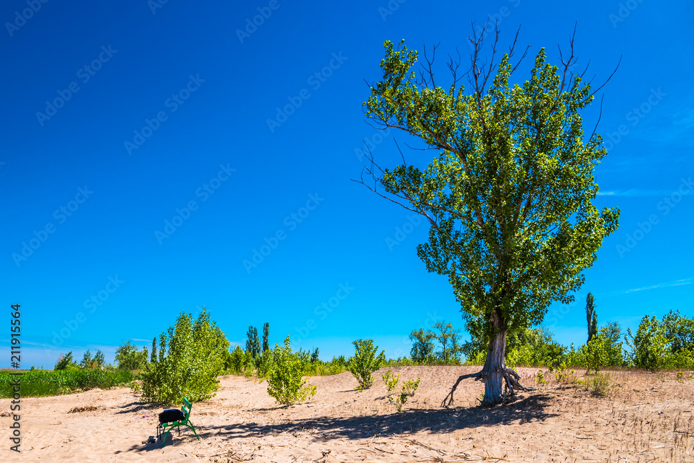 Birch on a sand dune - beautiful summer landscape Birch on a sand dune - beautiful summer landscape