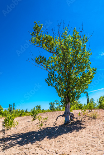 Birch on a sand dune - beautiful summer landscape photo