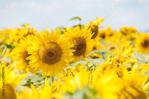 field of sunflowers big head blossom