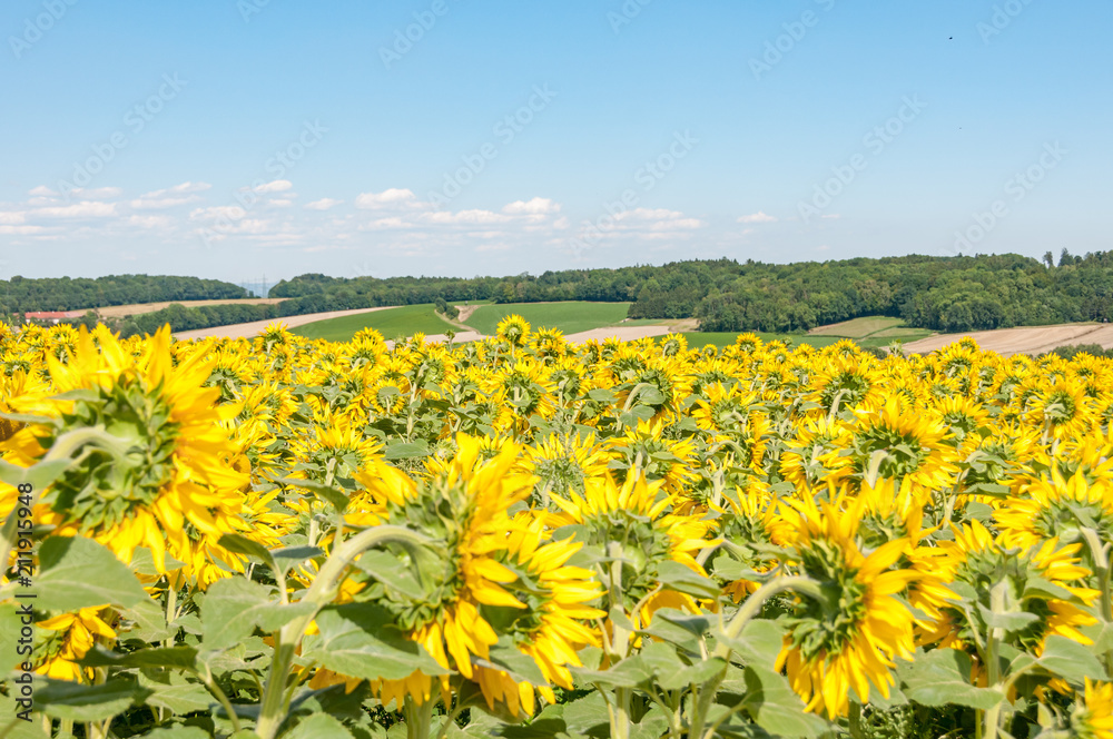 Naklejka premium field of sunflowers
