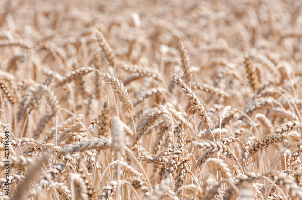 Fototapeta premium wheat field details