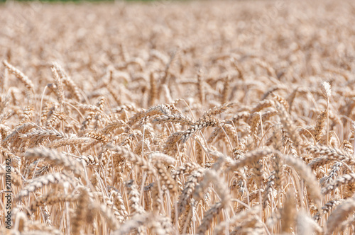 wheat field details