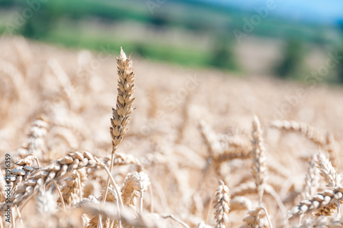 wheat field details