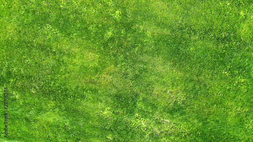 Green grass texture background