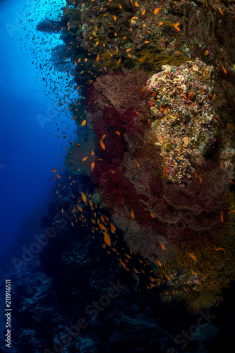Coral garden in the red sea © hakbak