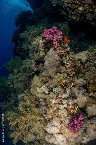 Coral garden in the red sea