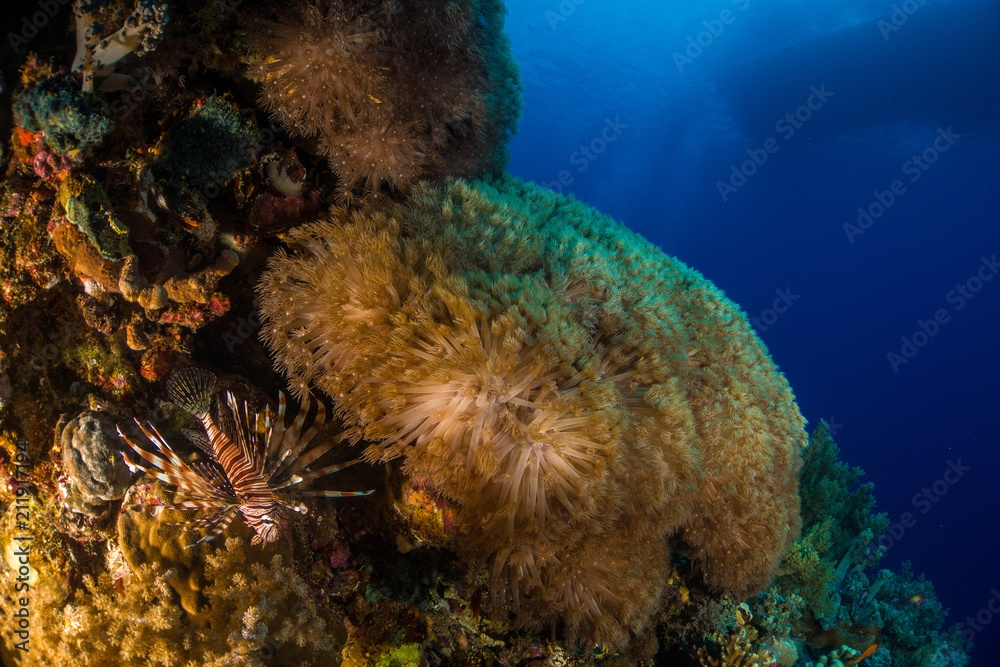 Lionfish with corals in the red sea