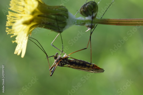 Housefly