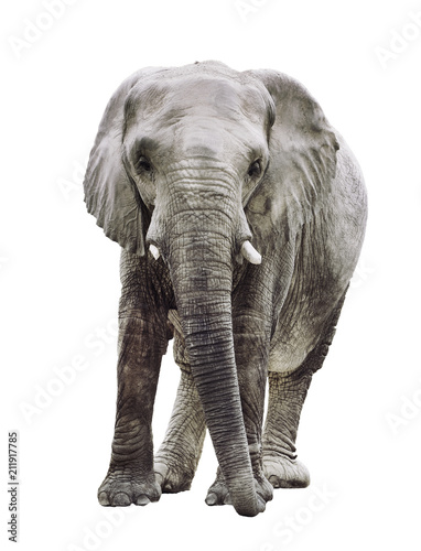 an elephant isolated on white background  a very large plant-eating mammal with a prehensile trunk  long curved ivory tusks  and large ears  native to Africa and southern Asia. It is the largest livin