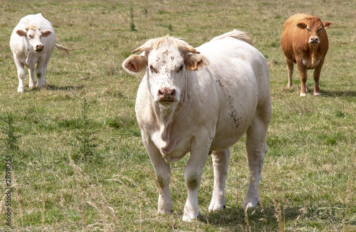 Vache race charolaise au pré