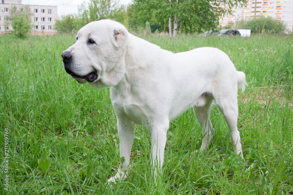 Central Asian Shepherd Dog is standing in a green grass.