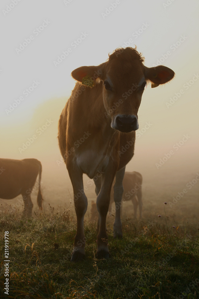 Cows in the early morning sun Cows in the early morning sun