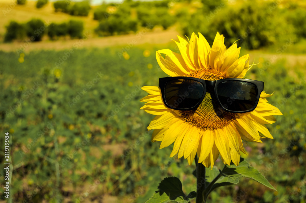 Sunflower Yellow Beautiful Macro Nature Mens Sunglasses With Case