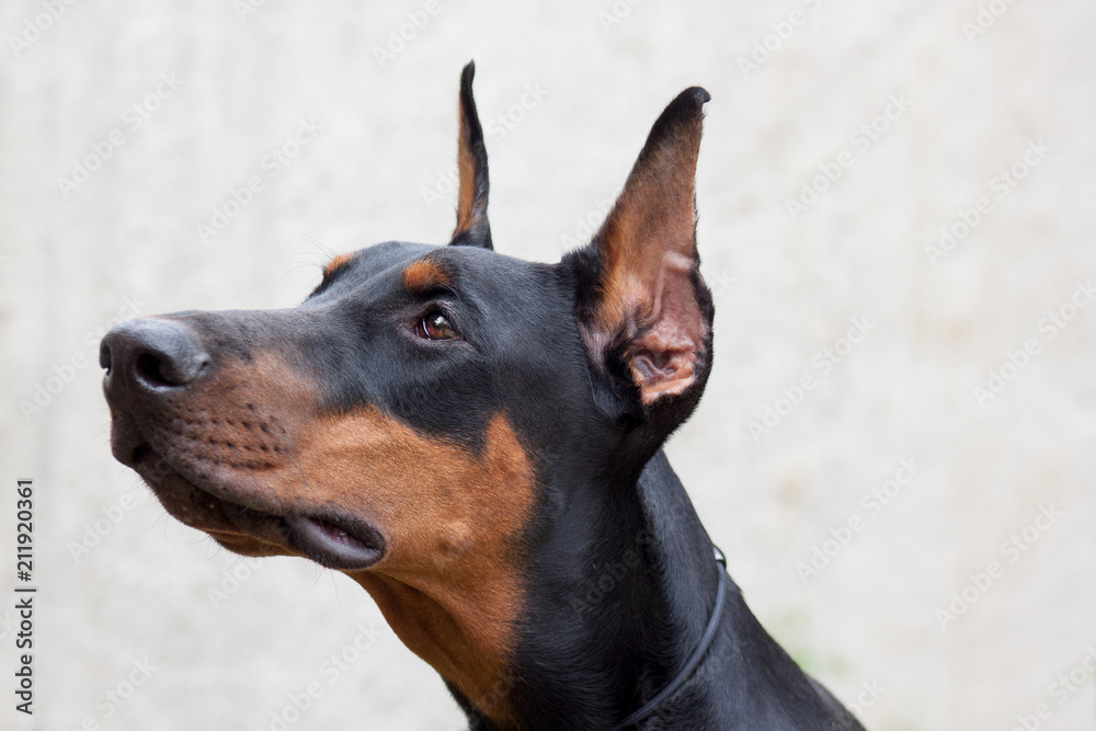 Cute doberman pinscher close up. Isolated object.