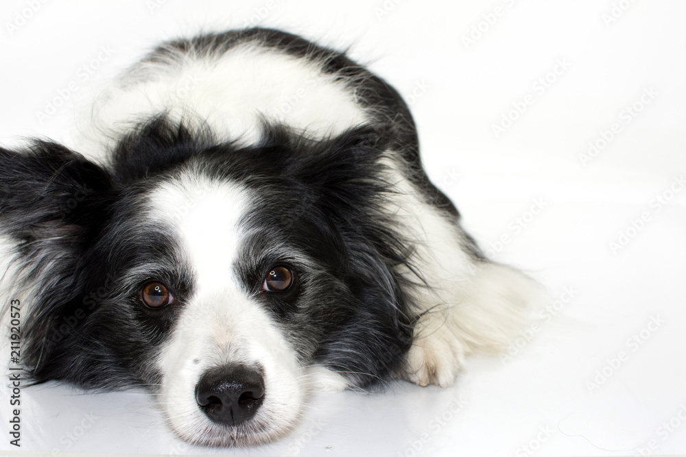 SAD BORDER COLLIE DOG LYING DOWN ISOLATED ON WHITE BACKGROUND