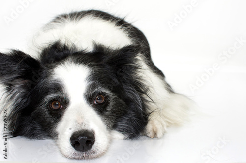 SAD BORDER COLLIE DOG LYING DOWN ISOLATED ON WHITE BACKGROUND © Sandra