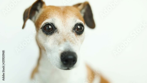 Close up video portrait of small cute dog Jack Russell terrier. Smart beautiful eyes. Video footage. Lovely pet photo