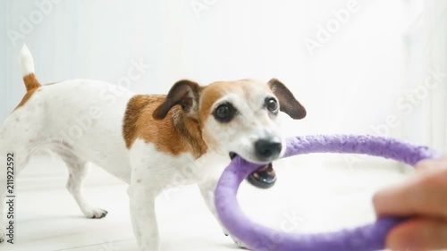 Adorable active Dog Jack Russell terrier playing pulling the toy. Video footage. Light sunny room photo
