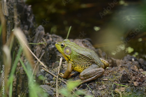 Green frog, male