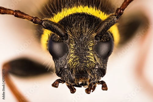 Wasp Beetle, Beetle, Clytus arietis photo