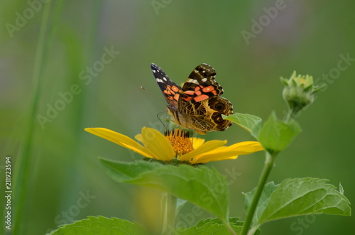 Painted Lady Butterfly on yellow coneflower