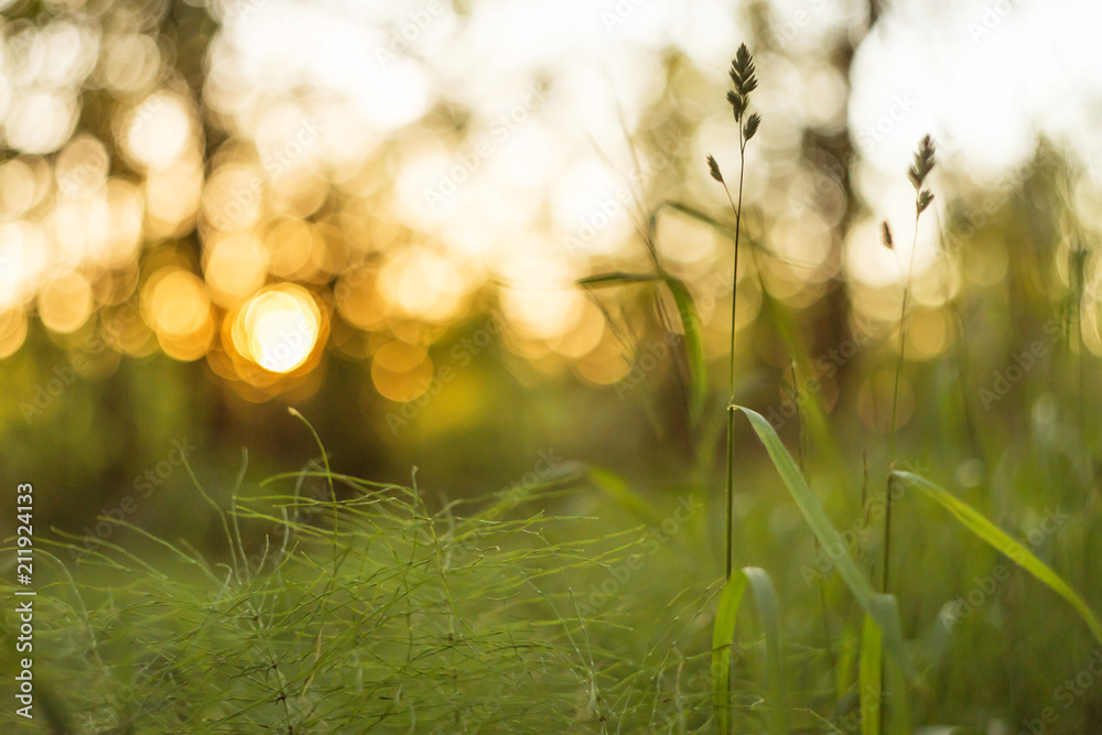 Green grass at sunset abstract background. Blur, bokeh, macro Green grass at sunset abstract background. Blur, bokeh, macro