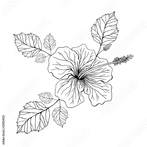 Flower hibiscus, coloring page.