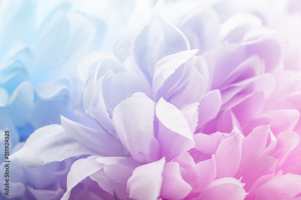 Chrysanthemum flowers in soft pastel color and blur style for background