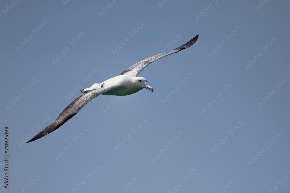 Diomedea epomophora - Southern Royal Albatross flying above the sea in New Zealand near Otago peninsula, South Island Diomedea epomophora - Southern Royal Albatross flying above the sea in New Zealand near Otago peninsula, South Island