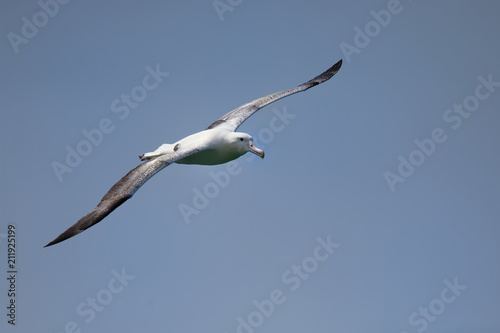 Diomedea epomophora - Southern Royal Albatross flying above the sea in New Zealand near Otago peninsula  South Island