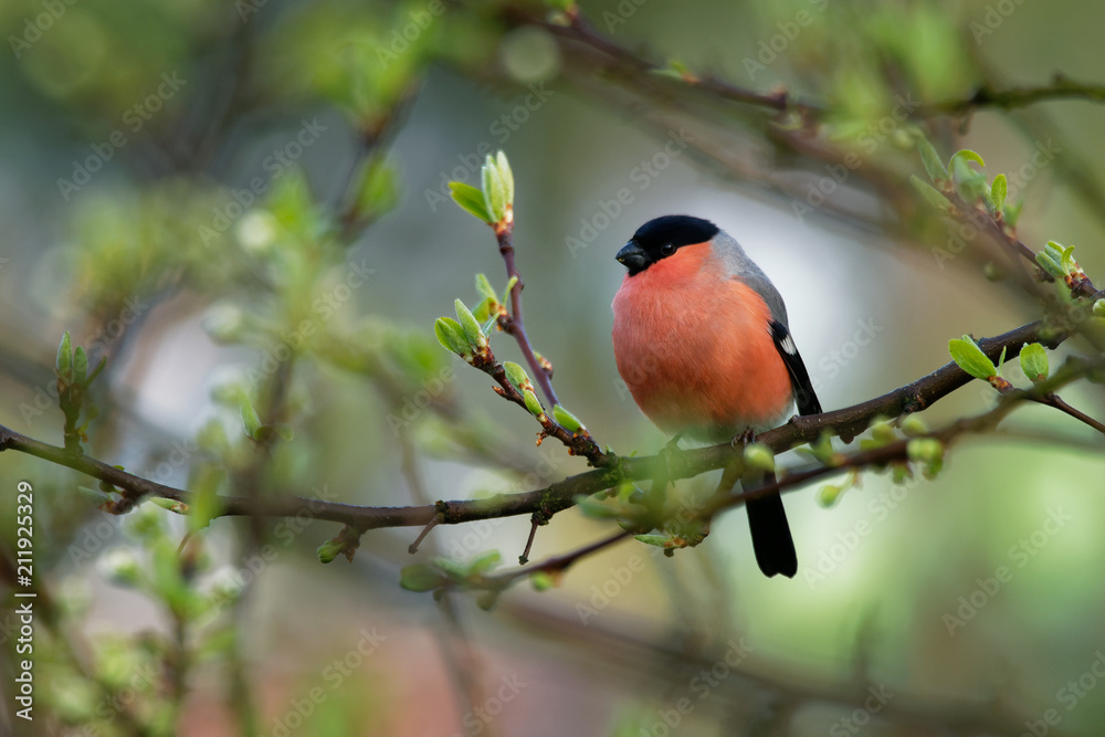 Pyrrhula pyrrhula - Eurasian Bullfinch - male sitting on the branch in the garden. Pyrrhula pyrrhula - Eurasian Bullfinch - male sitting on the branch in the garden.