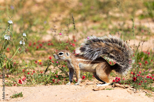 South African ground squirrel in flowering desert Kalahari