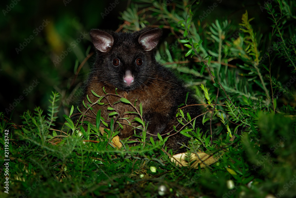 Common Brush-tailed Possum - Trichosurus vulpecula -nocturnal, semi-arboreal marsupial of Australia, introduced to New Zealand Common Brush-tailed Possum - Trichosurus vulpecula -nocturnal, semi-arboreal marsupial of Australia, introduced to New Zealand