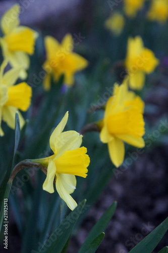 Yellow narcissus flowers or flower bouquet