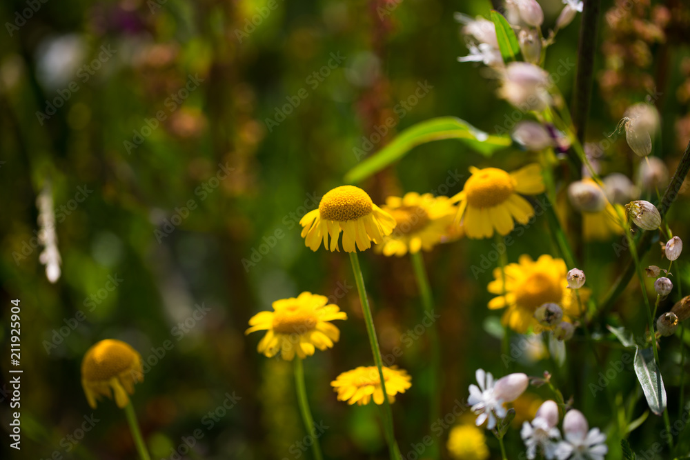 gelbe Wildblumen