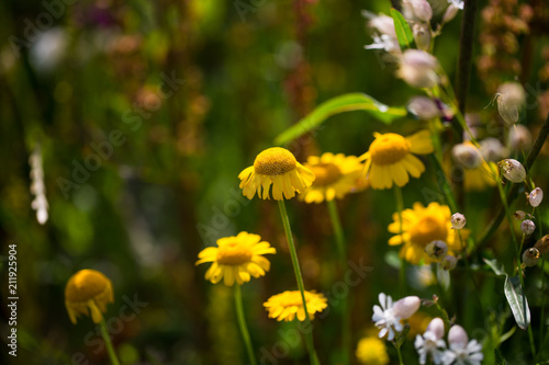 gelbe Wildblumen