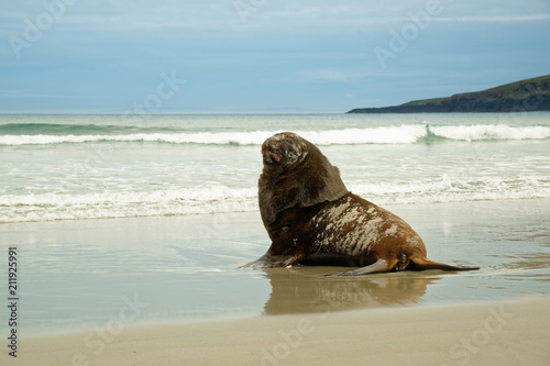 New Zealand sea lion - Phocarctos hookeri - whakahao lying on the sandy beach in the waves in the bay in New Zealand photo