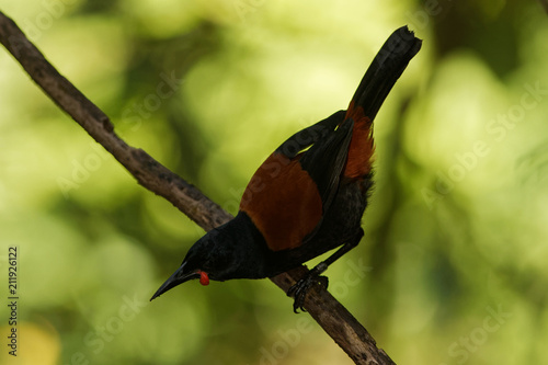 Foto Singing North Island Saddleback - Philesturnus rufusater - tieke in the New Zeal