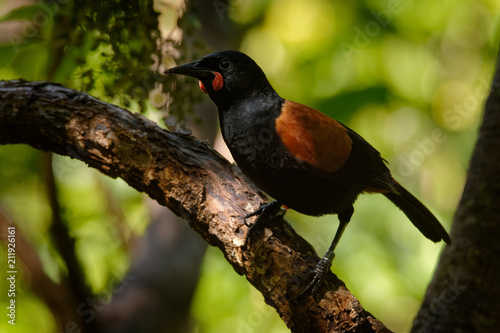 Tableau sur toile Singing North Island Saddleback - Philesturnus rufusater - tieke in the New Zeal