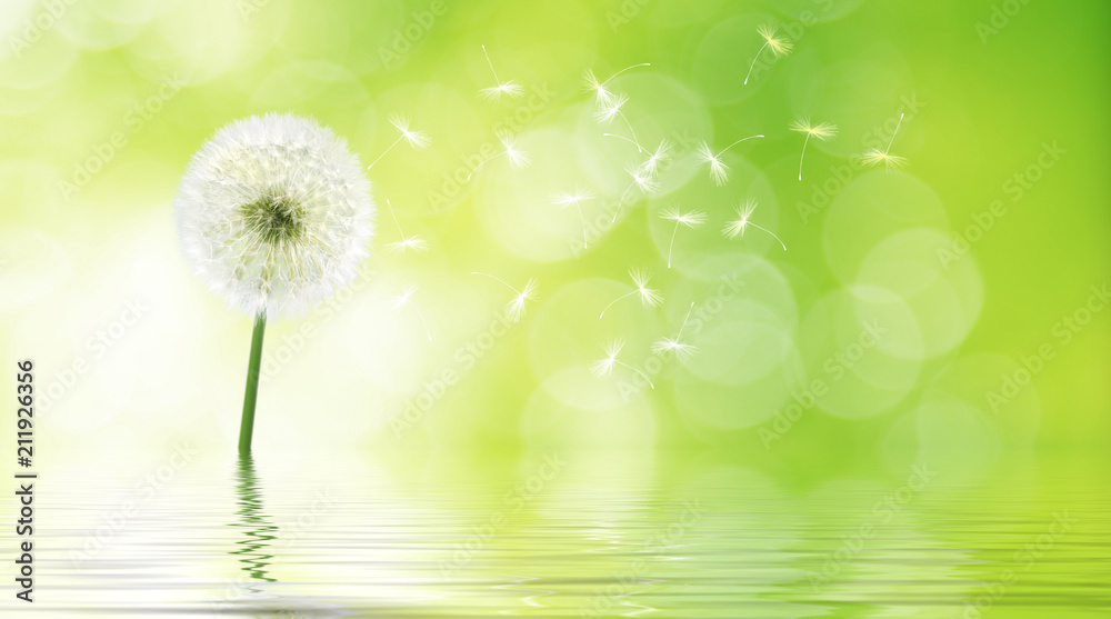 Fototapeta premium Piękny mniszek lekarski