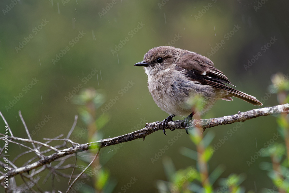 Obraz premium Dusky Robin - Melanodryas vittata endemic song bird from Tasmania, Australia, in the rain