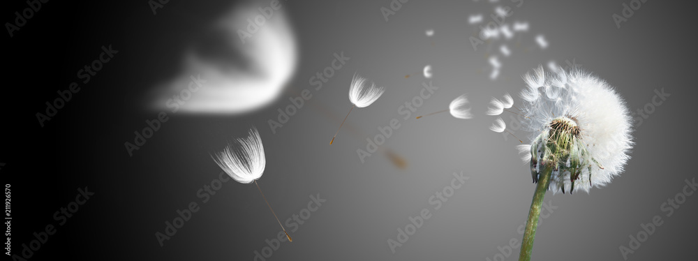 Obraz premium Piękny mniszek lekarski