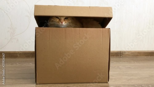 Cute ginger cat sitting inside a carton box. Fluffy pet is hiding under box cover.