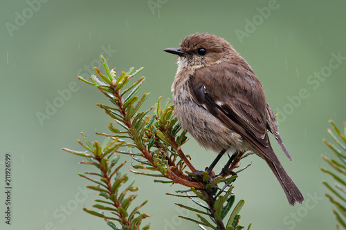 Dusky Robin - Melanodryas vittata endemic song bird from Tasmania, Australia, in the rain