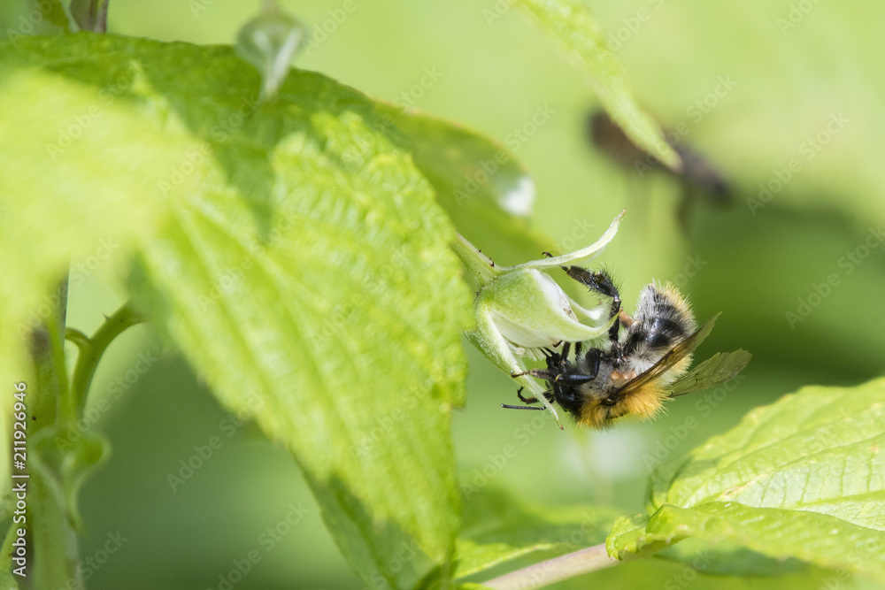 Bumblebee pollinating a raspberry flower. Bumblebee pollinating a raspberry flower.