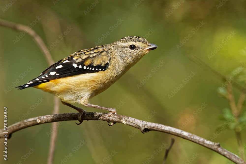 Obraz premium Spotted Pardalote - Pardalotus punctatus small australian bird, beautiful colors, in the forest in Australia, Tasmania