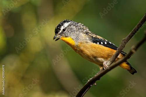 Spotted Pardalote - Pardalotus punctatus small australian bird, beautiful colors, in the forest in Australia, Tasmania photo